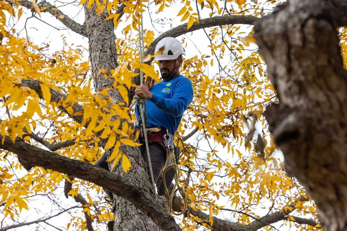 Skilled Tree Trimming crew working in Bethel